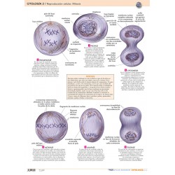 Citología 2 - Lámina Reproducción Celular. Mitosis