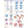 Embriología 1 - Lámina Gametogénesis. Fecundación