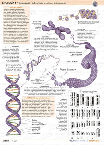 Citología 1 - Organización del Material Genético