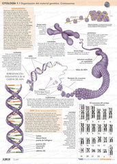 Citología 1 - Organización del Material Genético