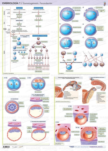 Embriología 1 - Gametogénesis. Fecundación