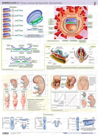 Embriología 2 - Tercera Semana de Desarrollo