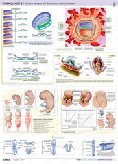 Embriología 2 - Tercera Semana de Desarrollo
