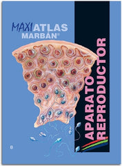 Maxi Atlas 8 Aparato Reproductor