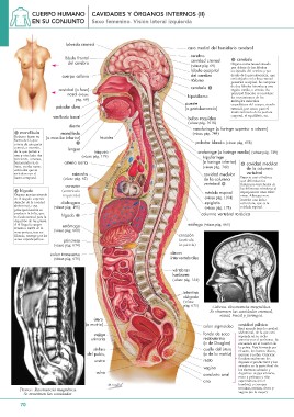 cavidades y órganos del cuerpo